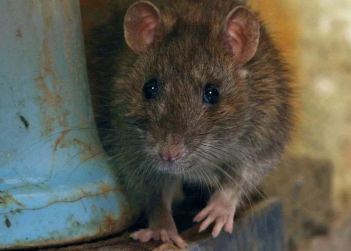 deratisation-a-nimes-comprendre-ampleur-probleme-solutions