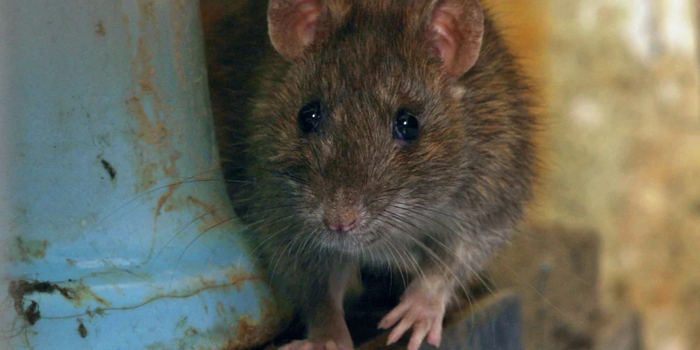 deratisation-a-nimes-comprendre-ampleur-probleme-solutions