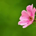 engrais-laurier-rose