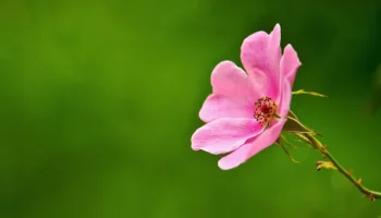 engrais-laurier-rose