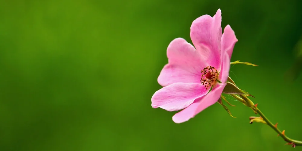 engrais-laurier-rose