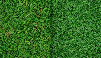 gazon-naturel-vs-gazon-synthetique-conseil-jardinier