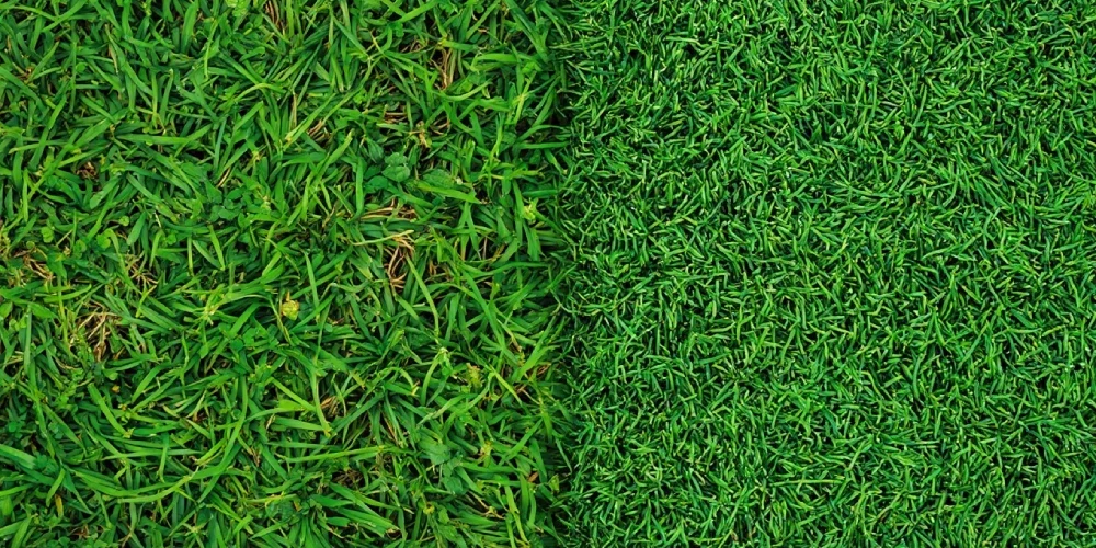 gazon-naturel-vs-gazon-synthetique-conseil-jardinier