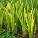 inconvenients-miscanthus
