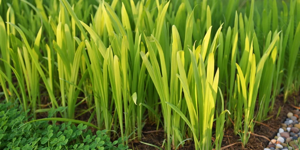 inconvenients-miscanthus