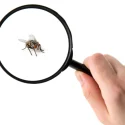 insectes-a-la-maison-prevention-et-traitement-pour-chaque-type