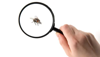 insectes-a-la-maison-prevention-et-traitement-pour-chaque-type