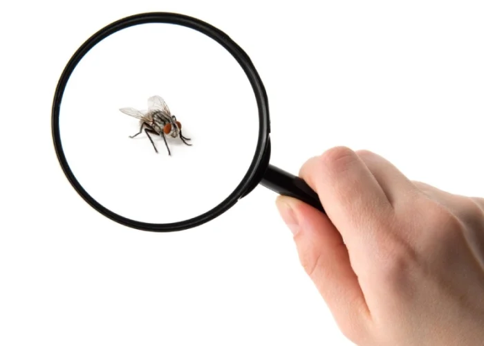 insectes-a-la-maison-prevention-et-traitement-pour-chaque-type