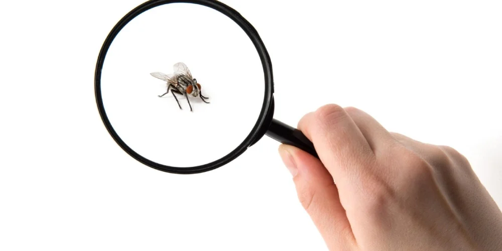 insectes-a-la-maison-prevention-et-traitement-pour-chaque-type