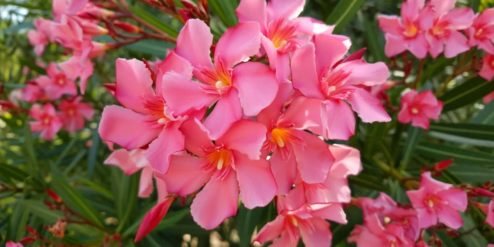 laurier-rose-racines