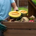melon-compost