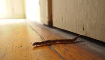 mille-pattes-dans-maison-signification