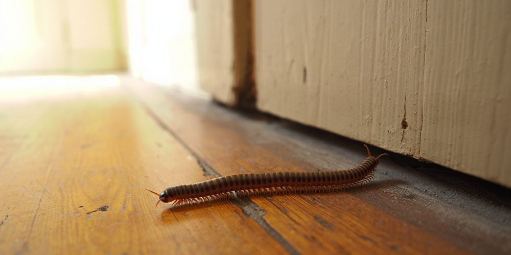 mille-pattes-dans-maison-signification