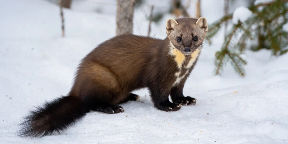 poison-mortel-martre-danger