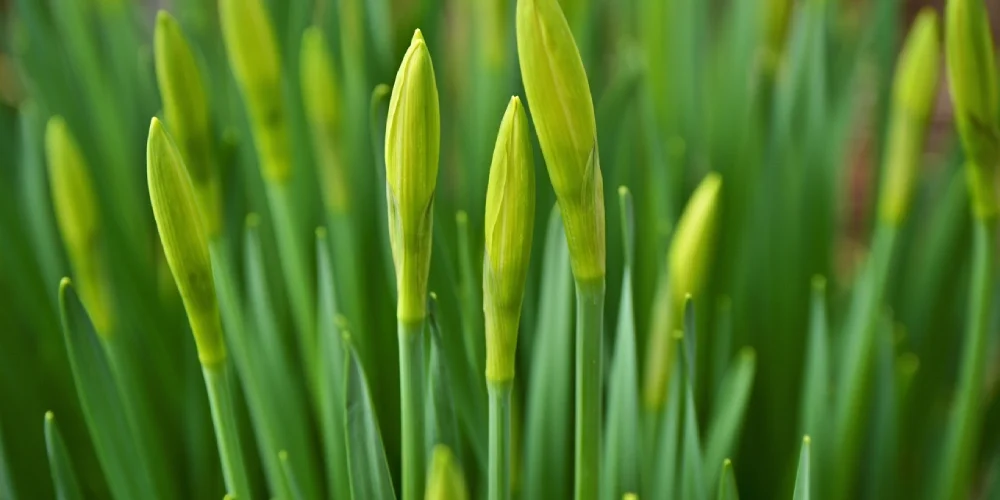 pourquoi-jonquilles-fleurissent-pas