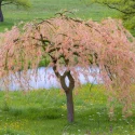 quand-tailler-saule-crevette