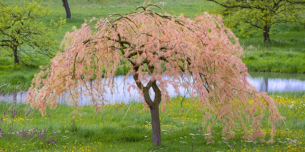 quand-tailler-saule-crevette