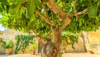 que-faire-figuier-male