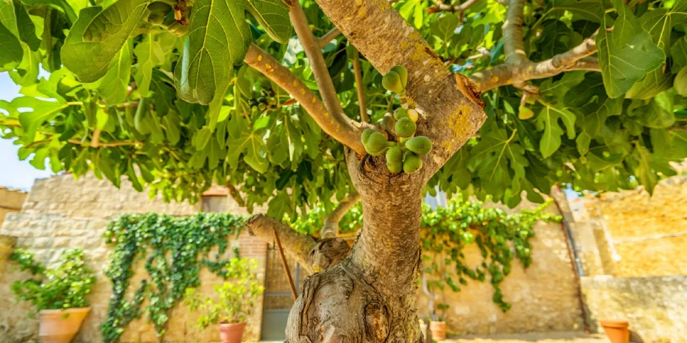 que-faire-figuier-male