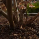 que-mettre-pied-hortensias