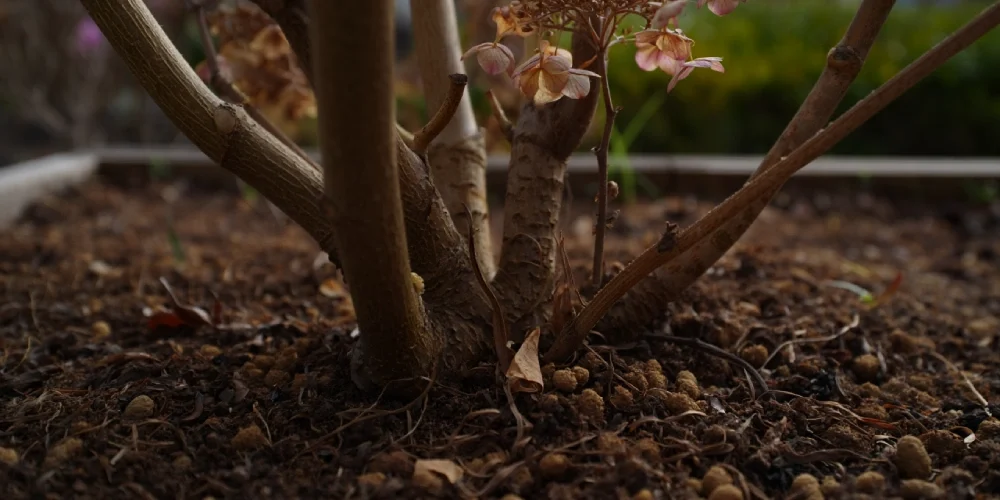 que-mettre-pied-hortensias