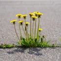 recettes-grand-mere-tuer-mauvaises-herbes