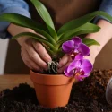 rempoter-orchidee