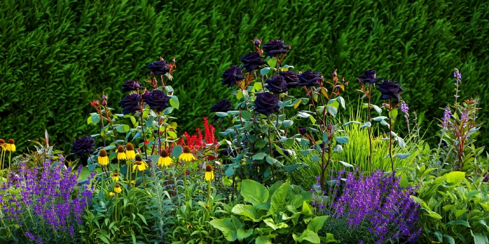 rose-noir-signification