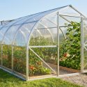 Serre tunnel de jardin transparente avec structure en aluminium, remplie de plants de tomates mûrs. Porte ouverte sur une allée de gravier.