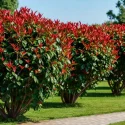 taille-photinia