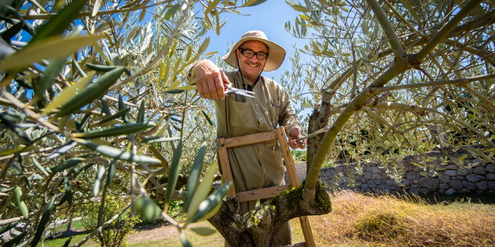 tailler-olivier-trop-haut