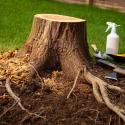 tuer-racines-arbre-coupe