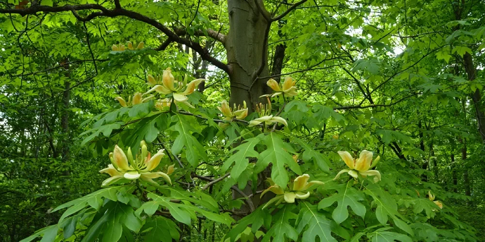 tulipier-virginie-inconvenients